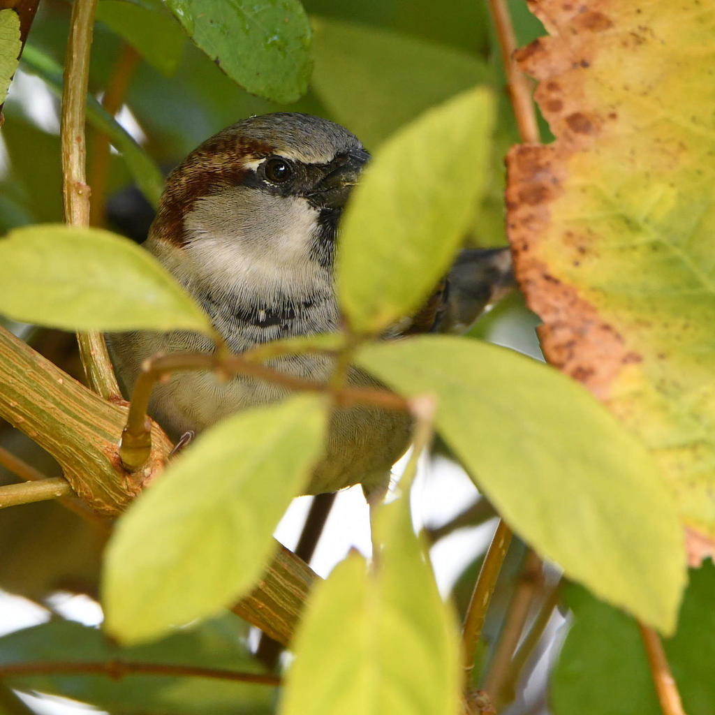 Sparrow11.jpg