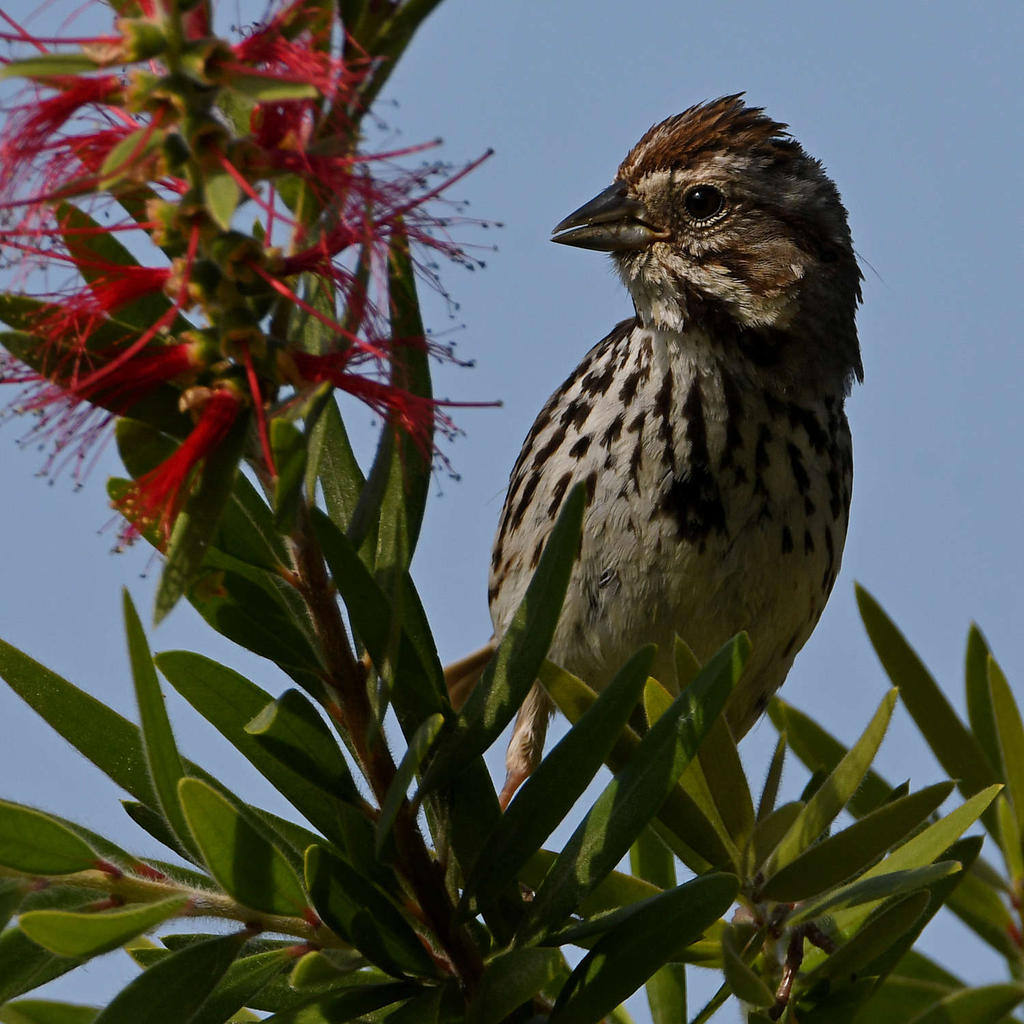 Sparrow11.jpg