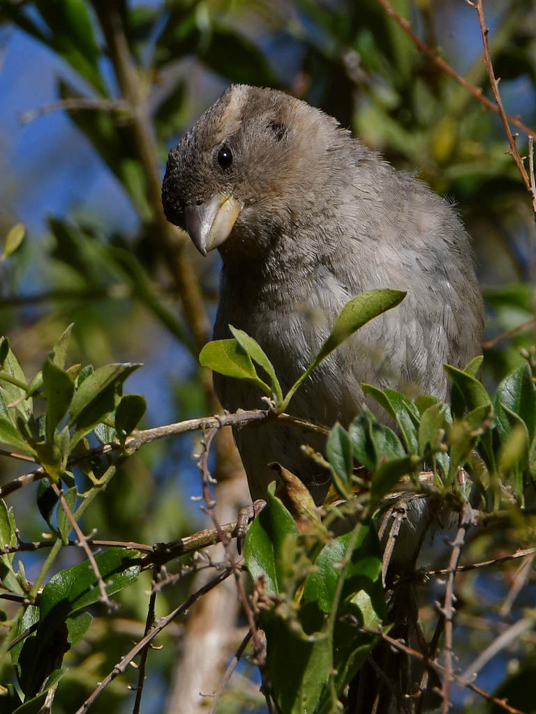 Sparrow11.jpg