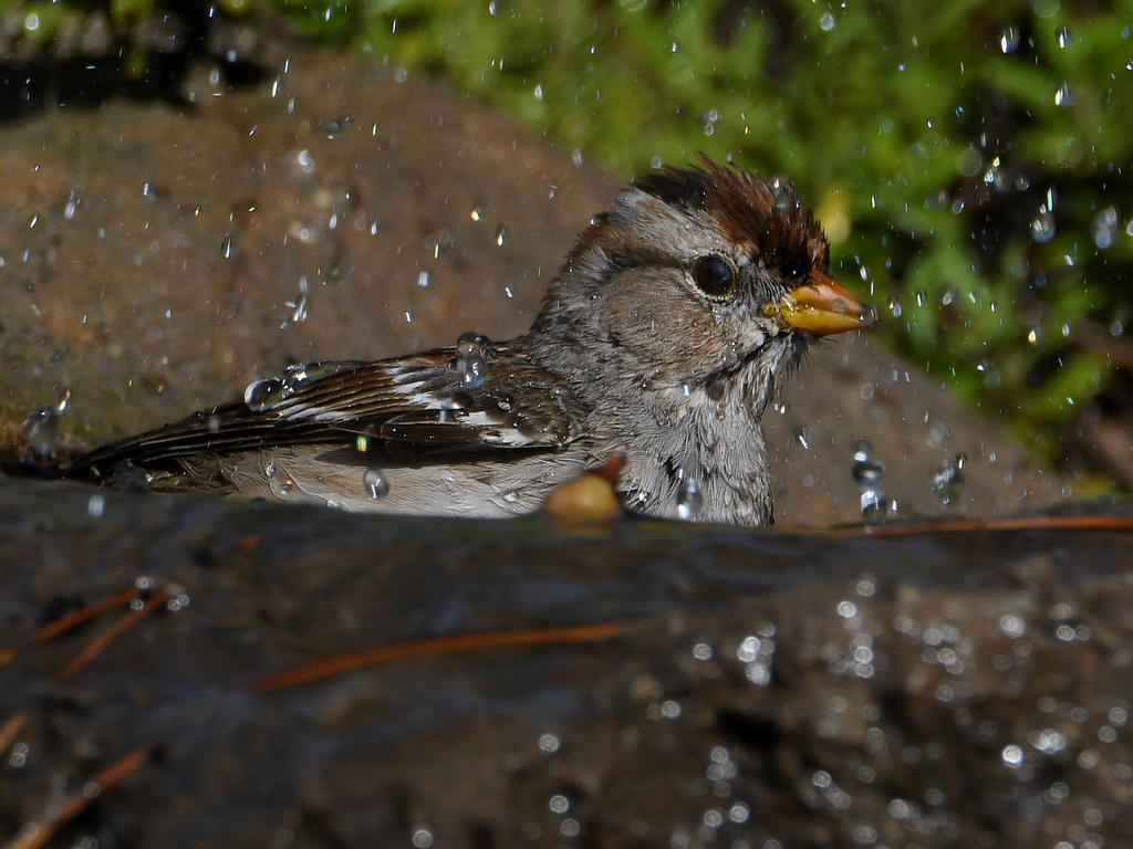 Sparrow11.jpg