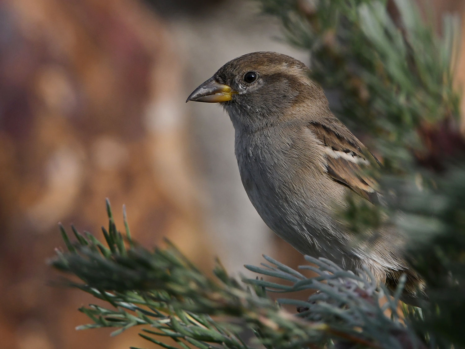 Sparrow11.jpg