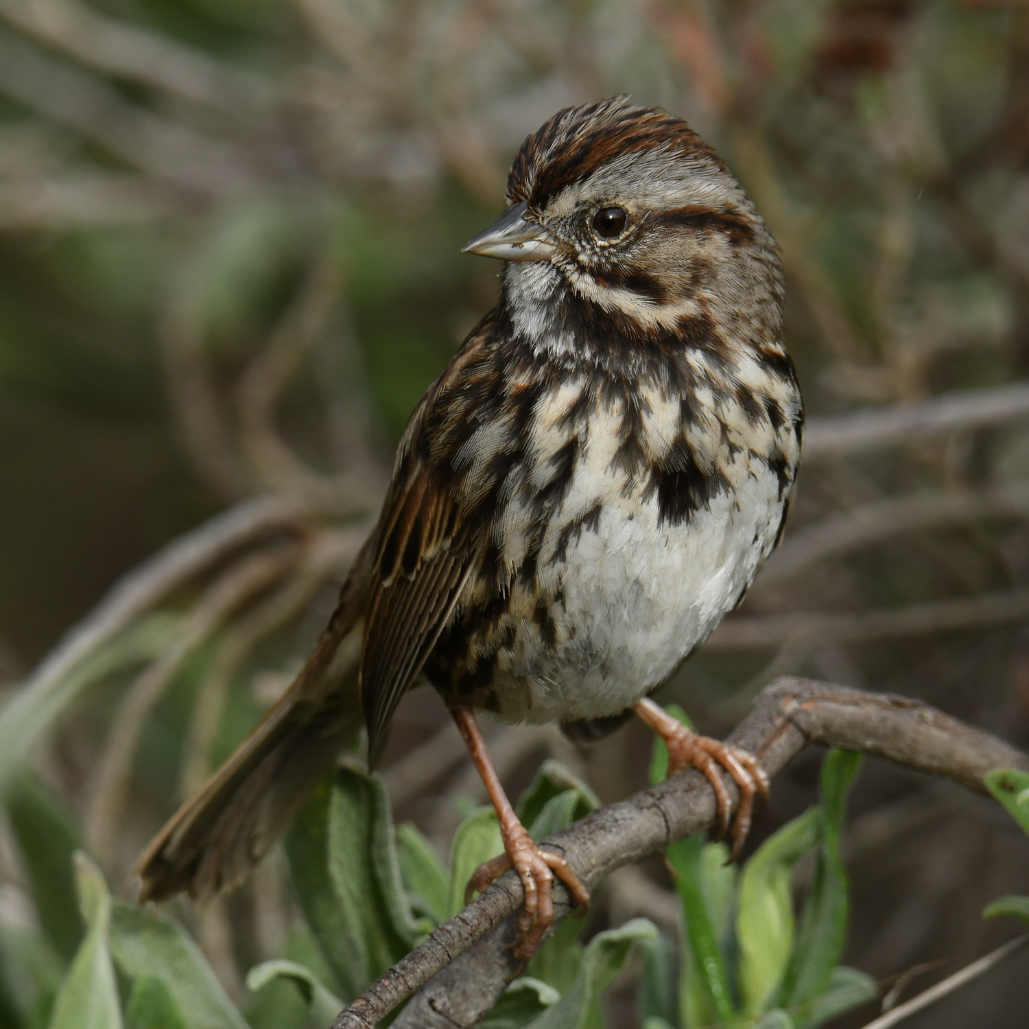 Sparrow11.jpg
