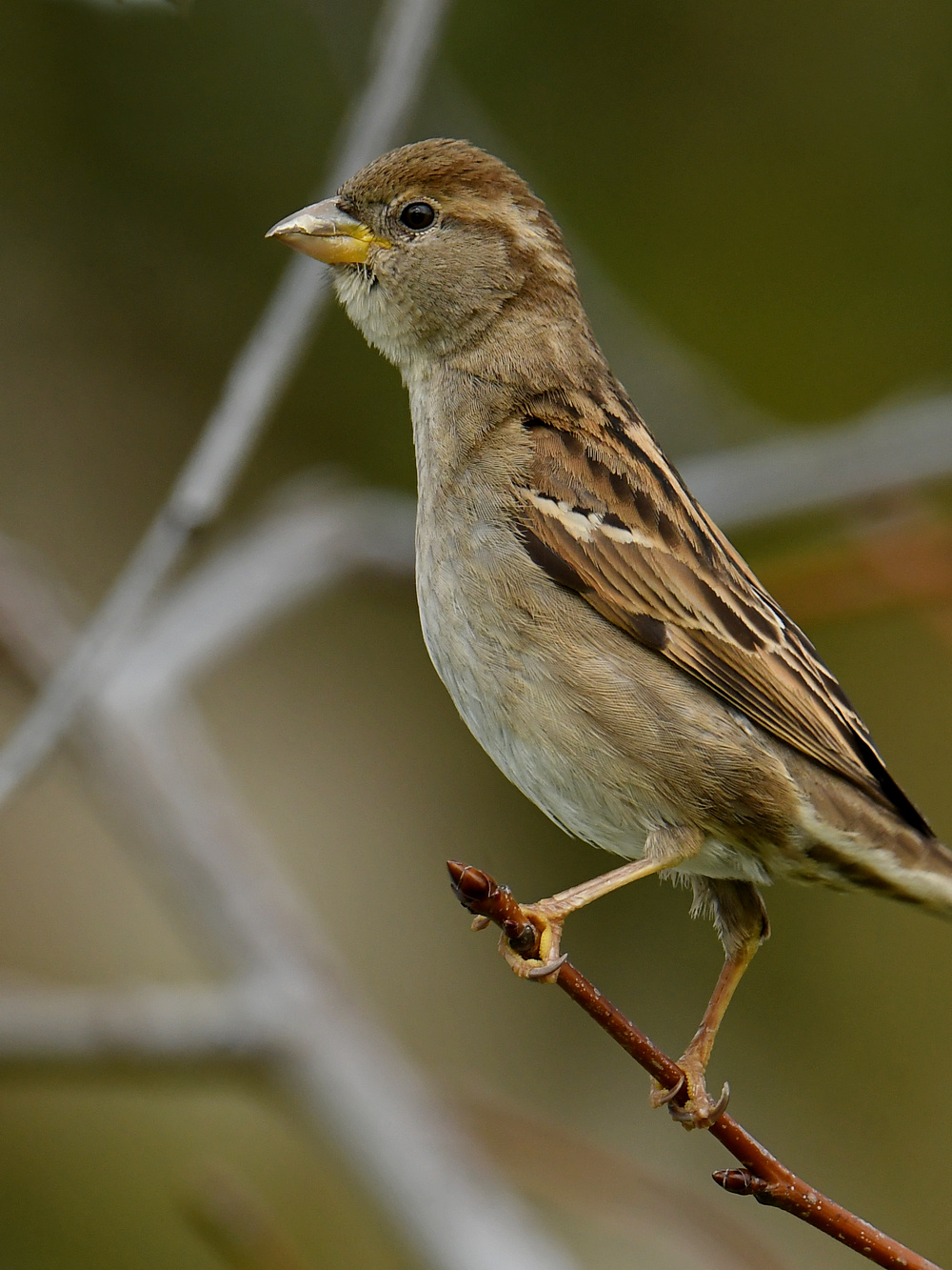 Sparrow11.jpg