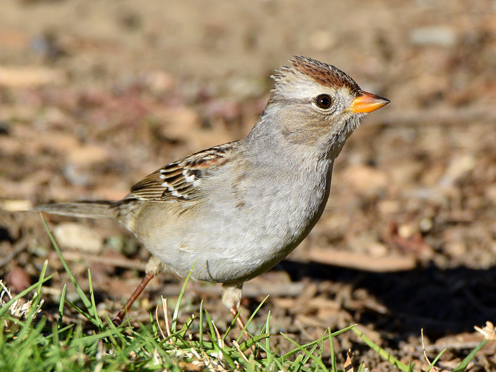 Sparrow12.jpg