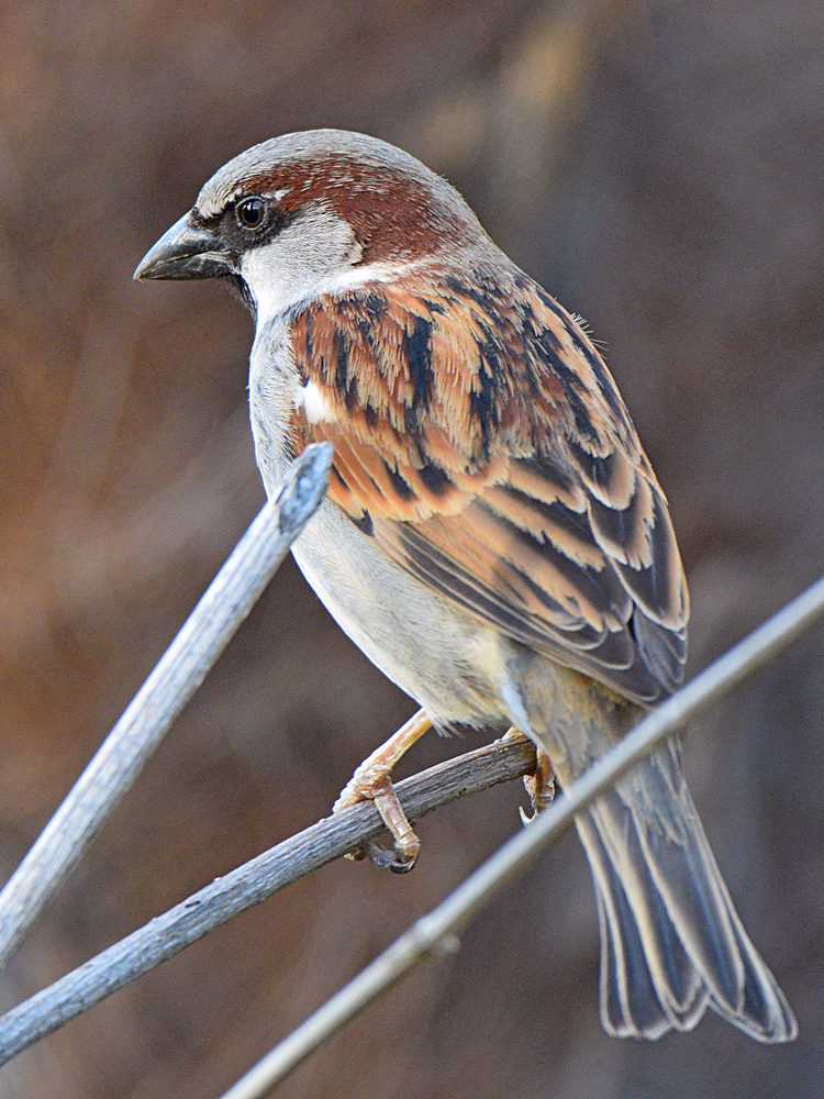 Sparrow12.jpg