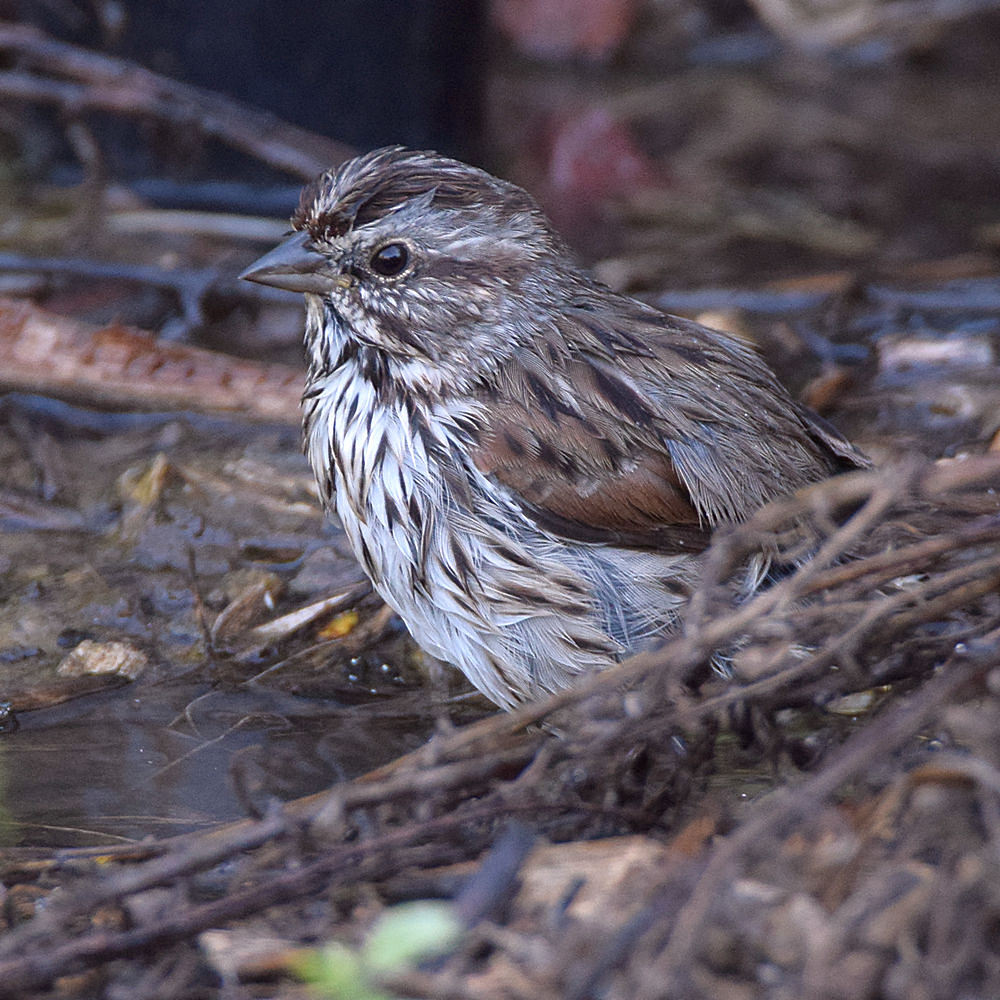 Sparrow12.jpg