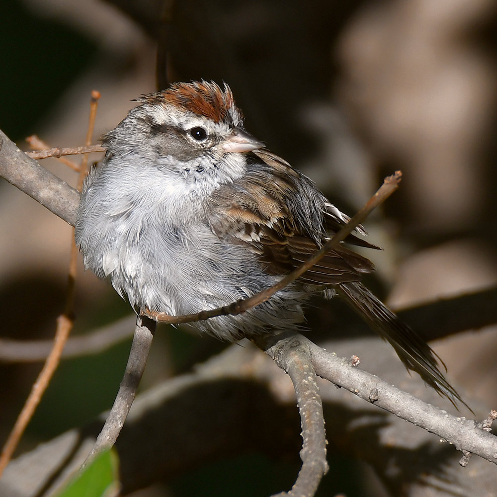 Sparrow12.jpg