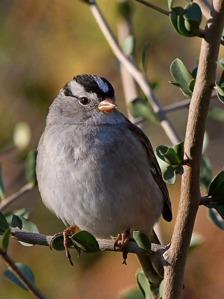 Sparrow12.jpg