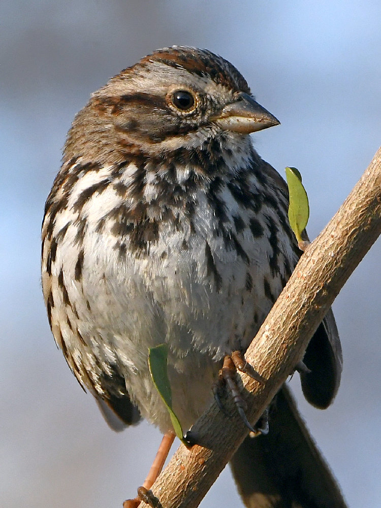 Sparrow12.jpg