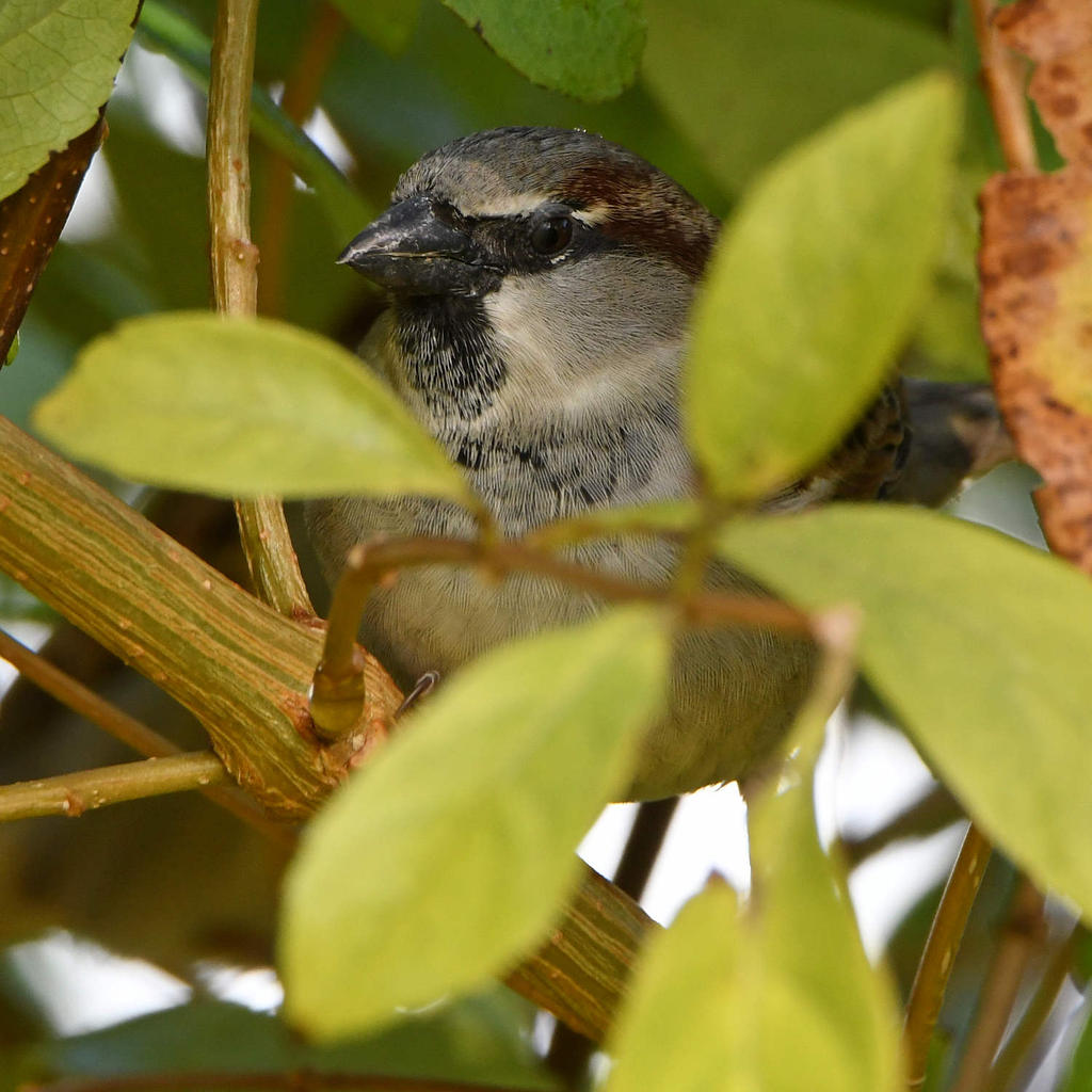 Sparrow12.jpg