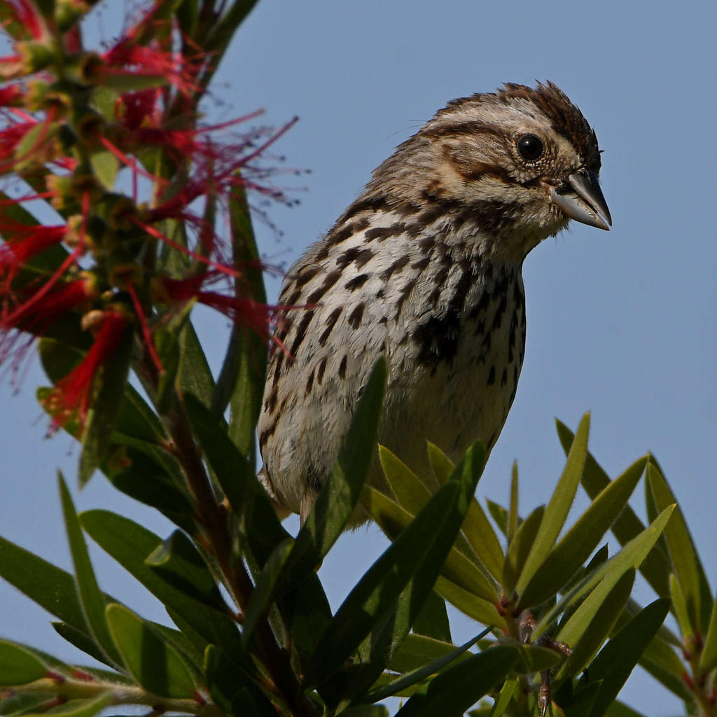 Sparrow12.jpg