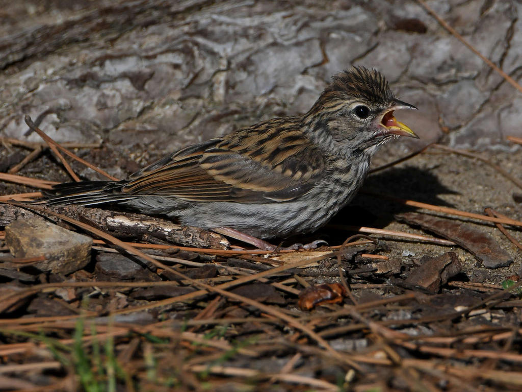Sparrow12.jpg