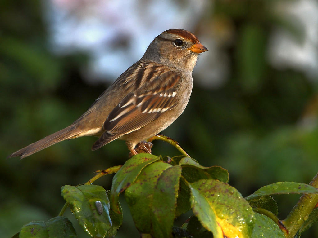 Sparrow12.jpg