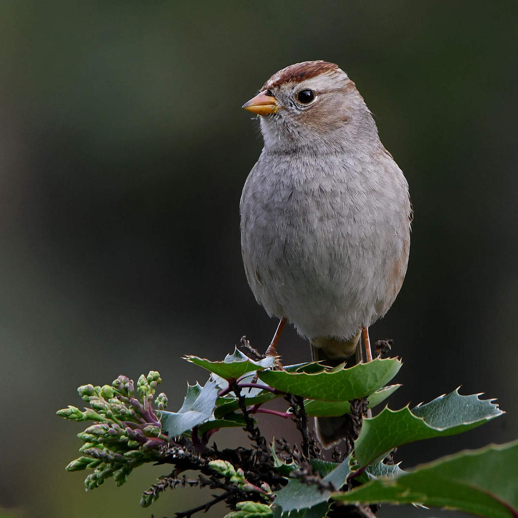 Sparrow12.jpg