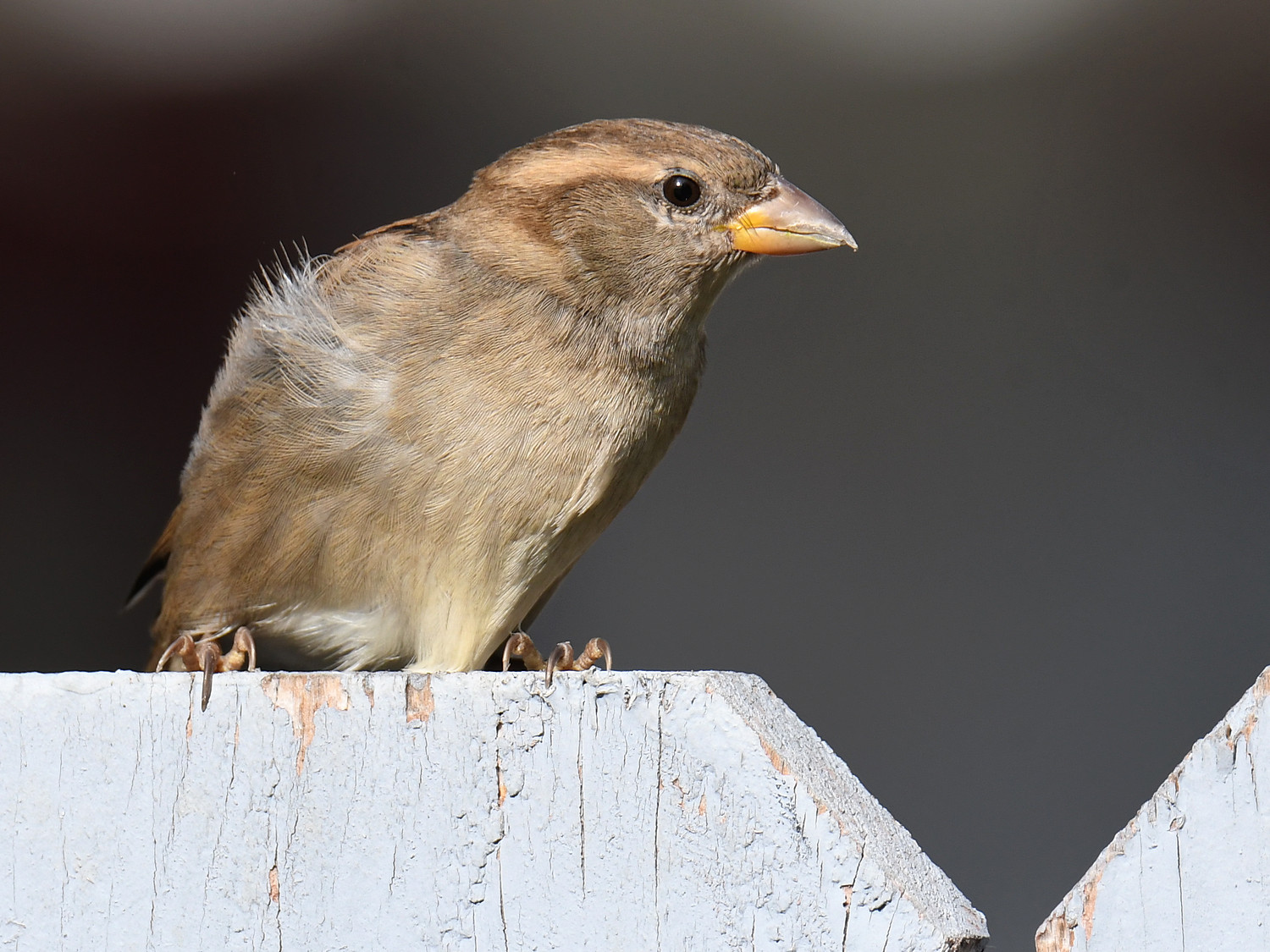 Sparrow12.jpg