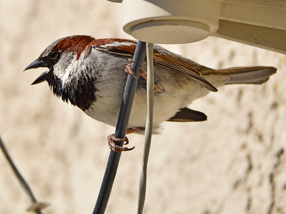 Sparrow13.jpg
