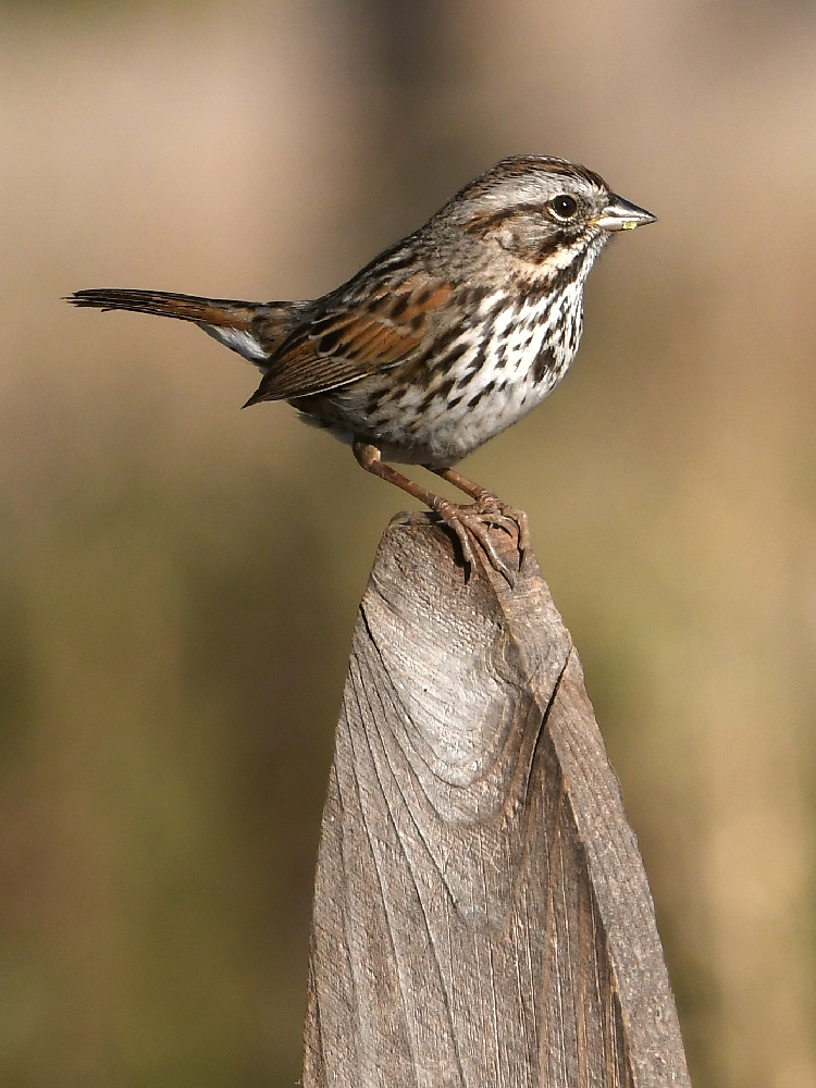 Sparrow13.jpg