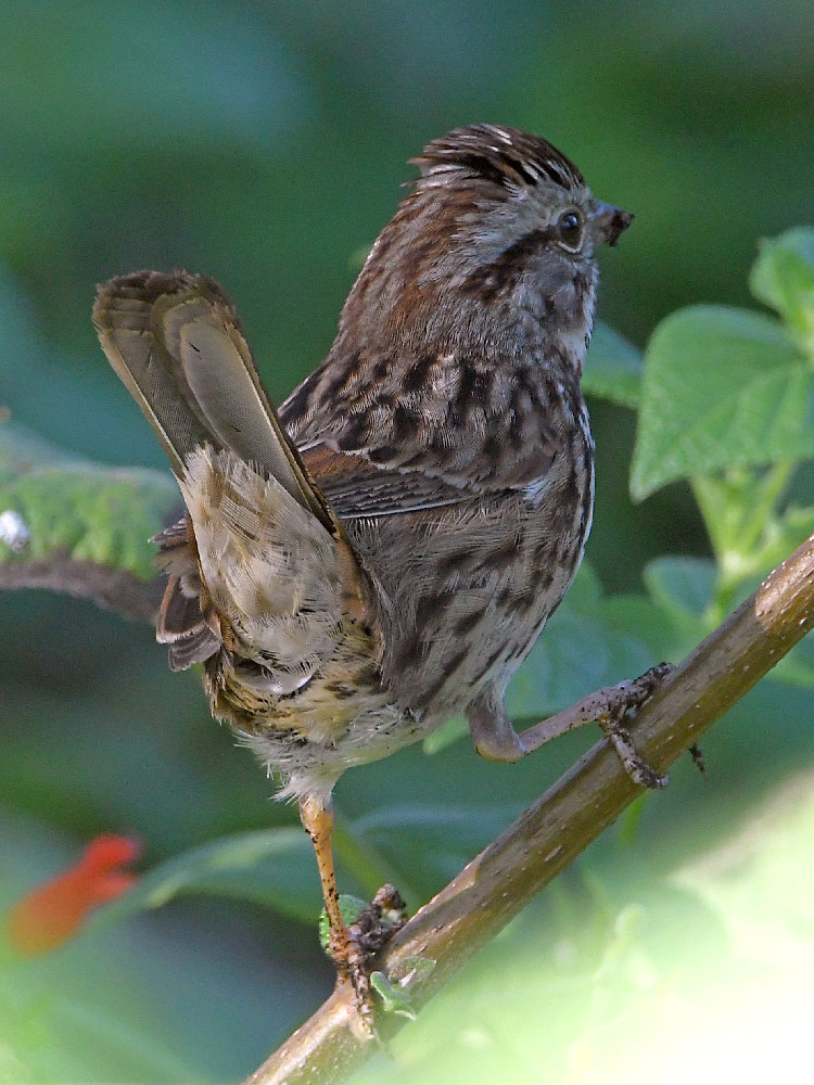 Sparrow13.jpg