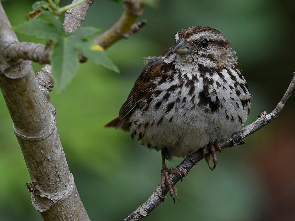 Sparrow13.jpg