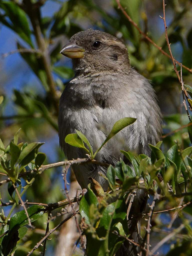 Sparrow13.jpg