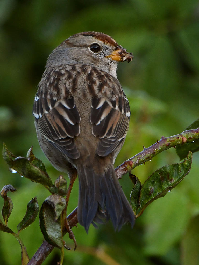 Sparrow13.jpg