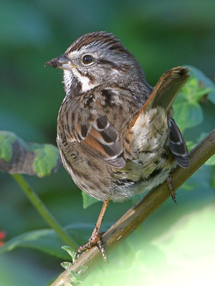 Sparrow14.jpg