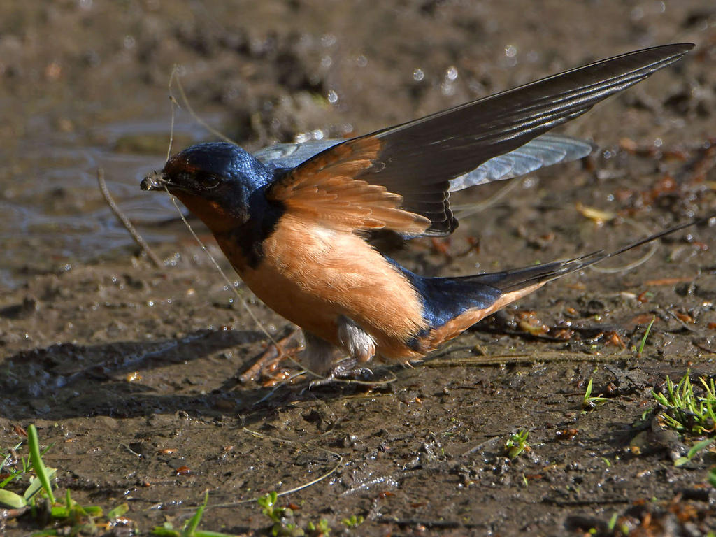 Sparrow14.jpg