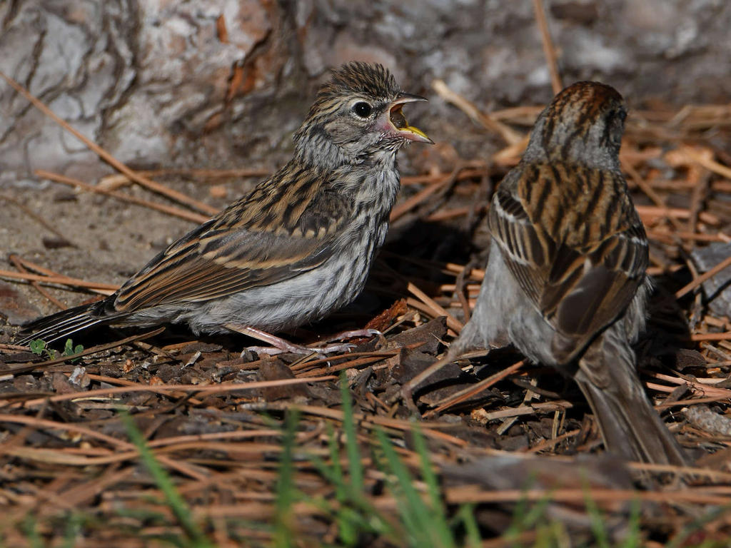 Sparrow14.jpg