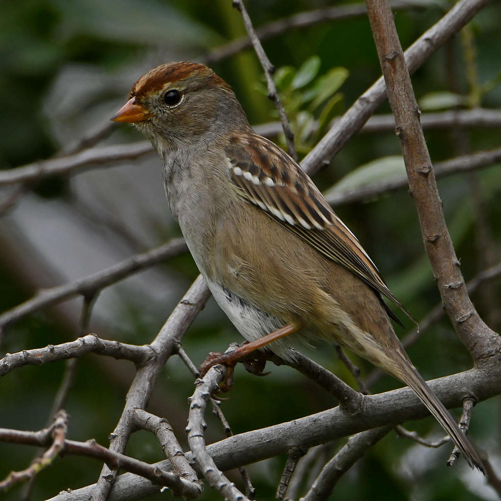 Sparrow14.jpg