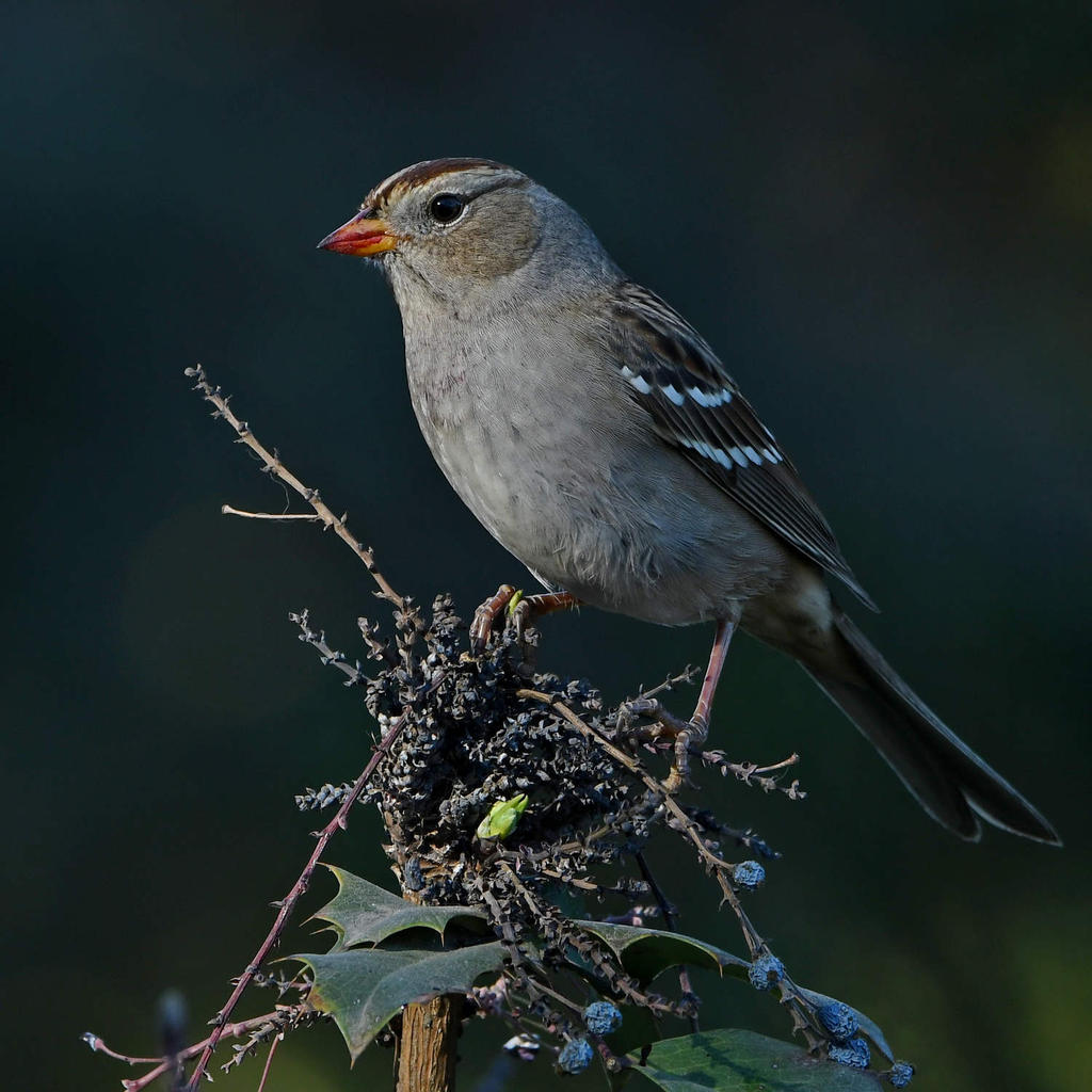 Sparrow14.jpg
