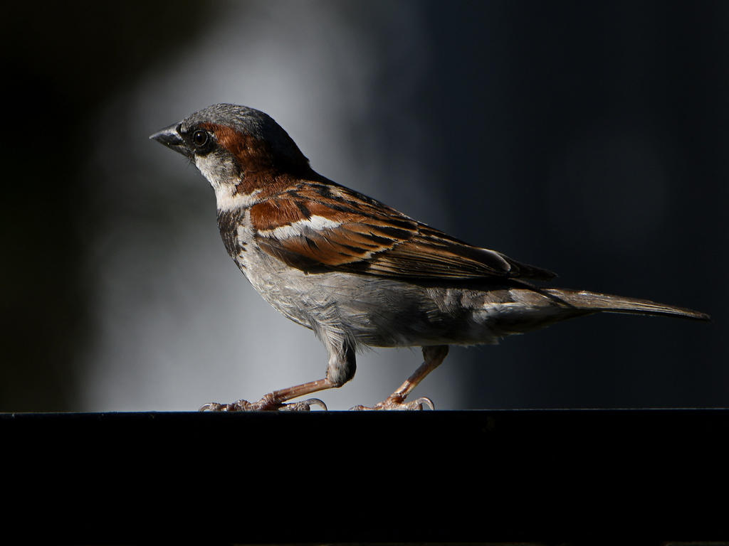 Sparrow15.jpg