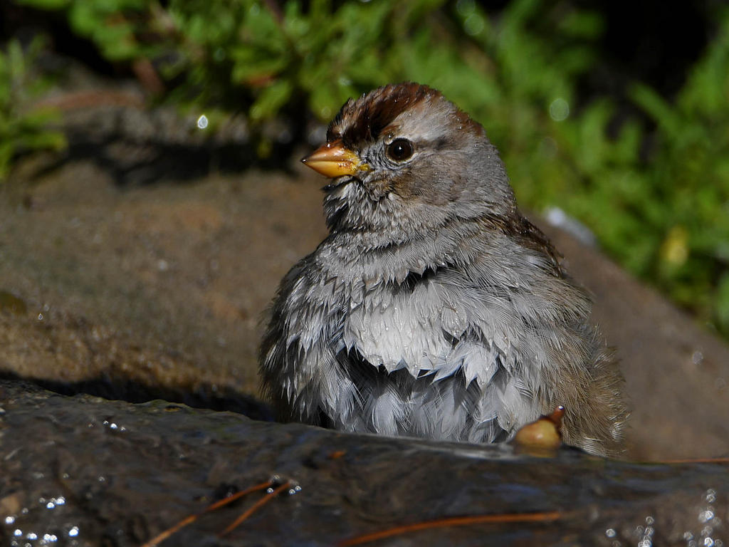 Sparrow15.jpg