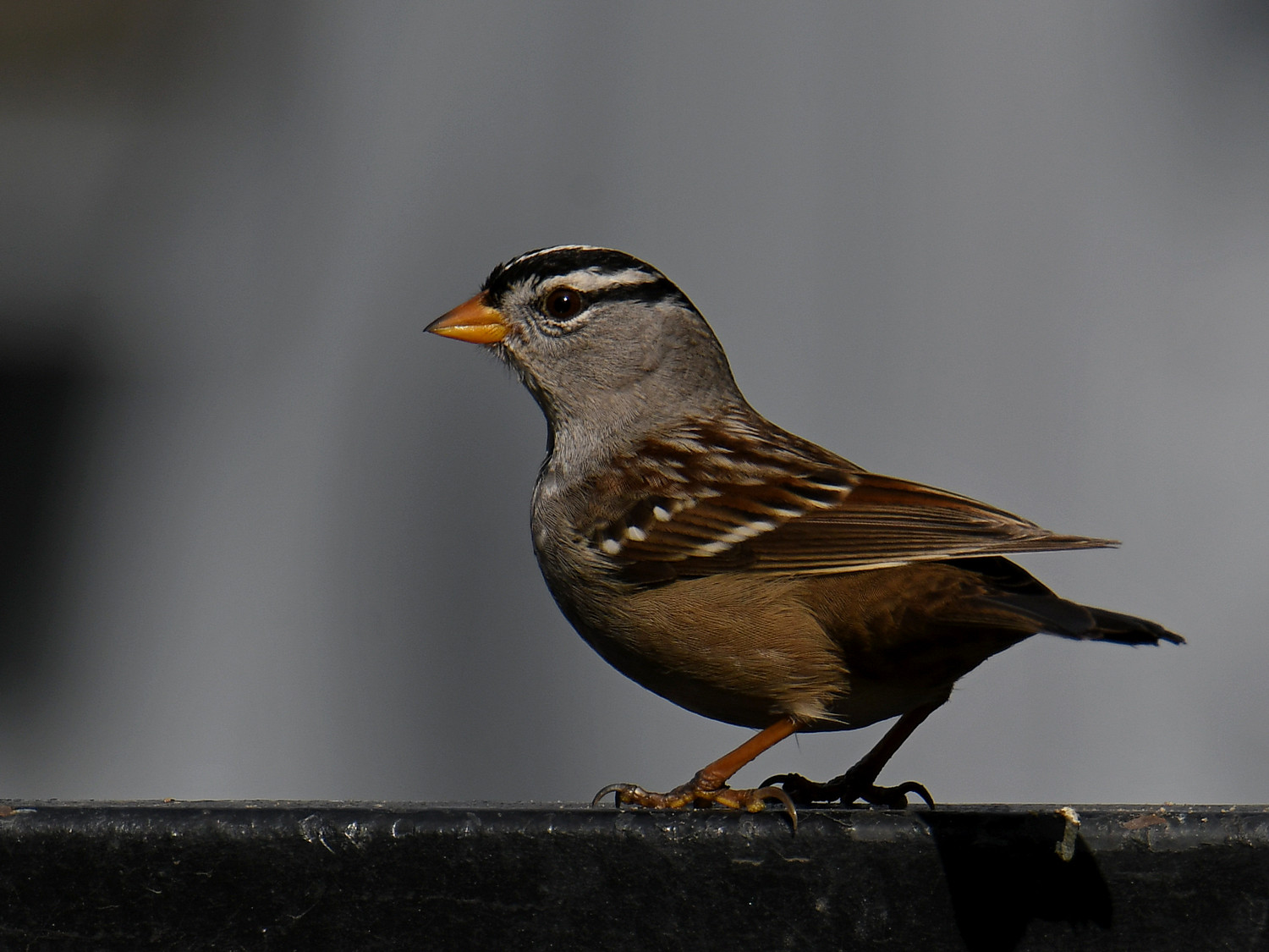 Sparrow15.jpg