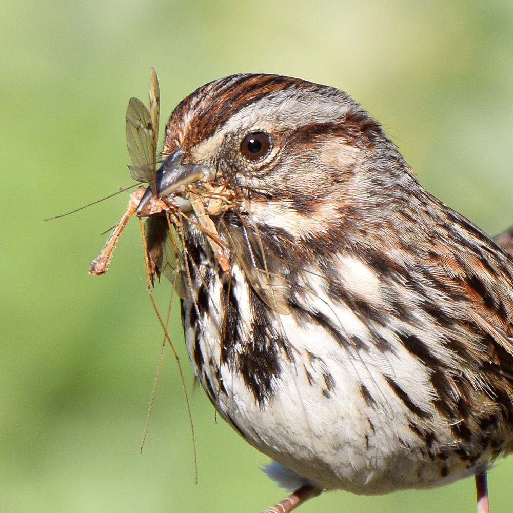 Sparrow16.jpg
