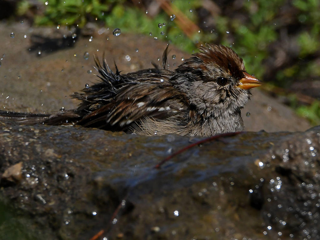 Sparrow16.jpg