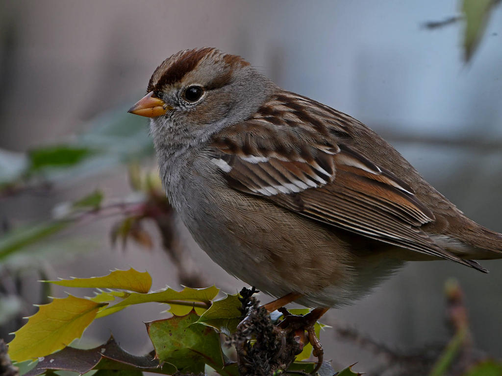 Sparrow16.jpg