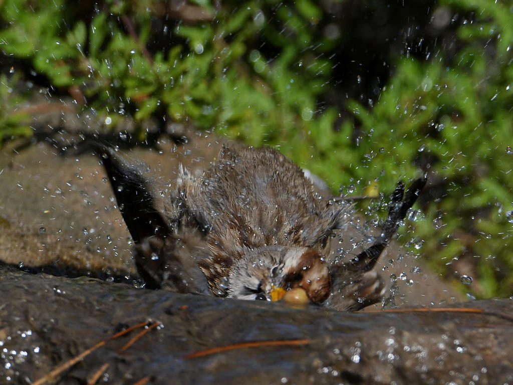 Sparrow16.jpg