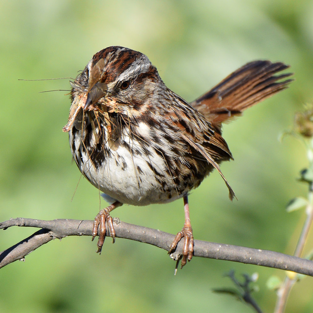 Sparrow17.jpg