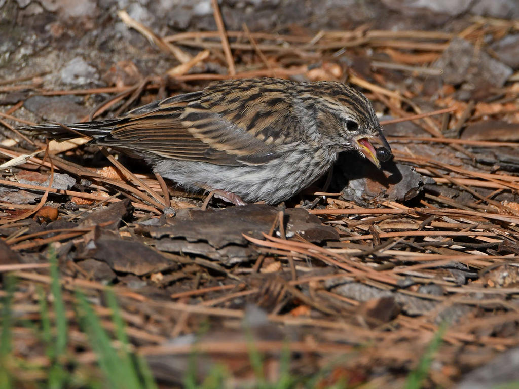 Sparrow17.jpg