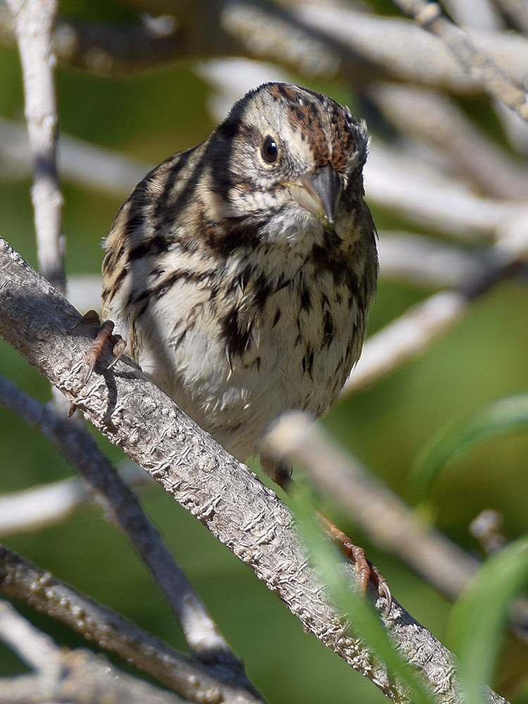 Sparrow18.jpg