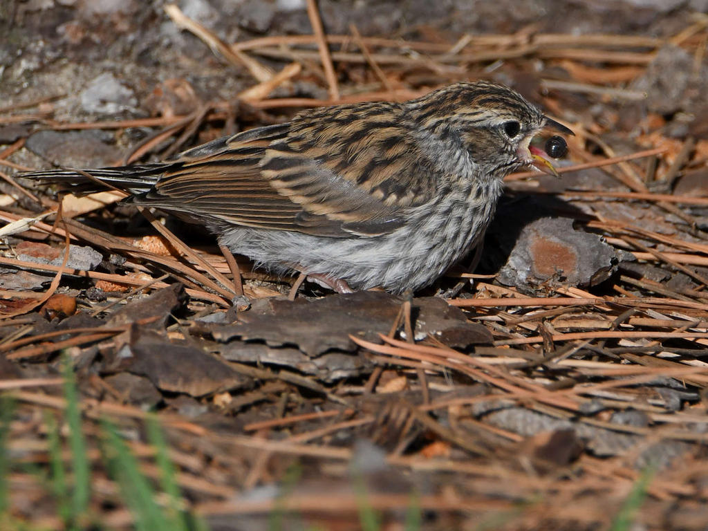 Sparrow18.jpg
