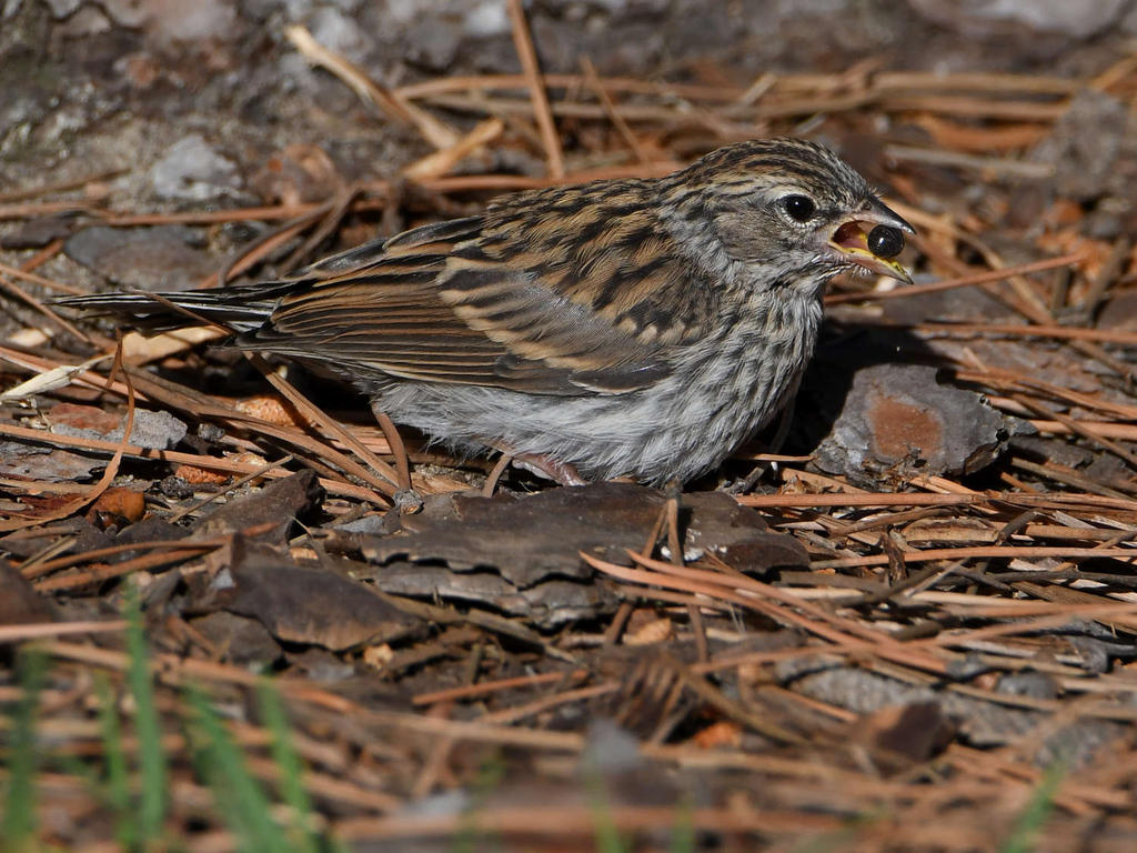 Sparrow19.jpg