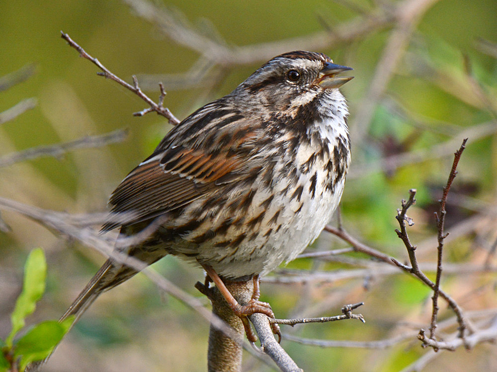 Sparrow2.jpg
