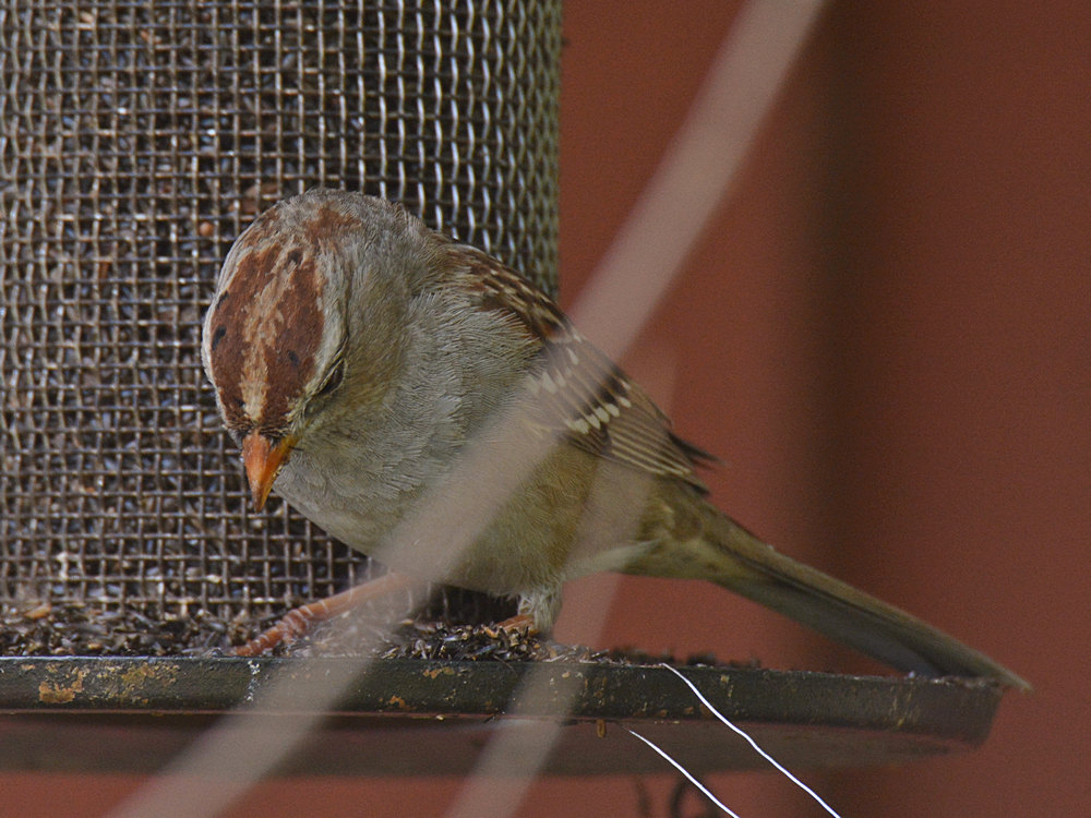 Sparrow2.jpg