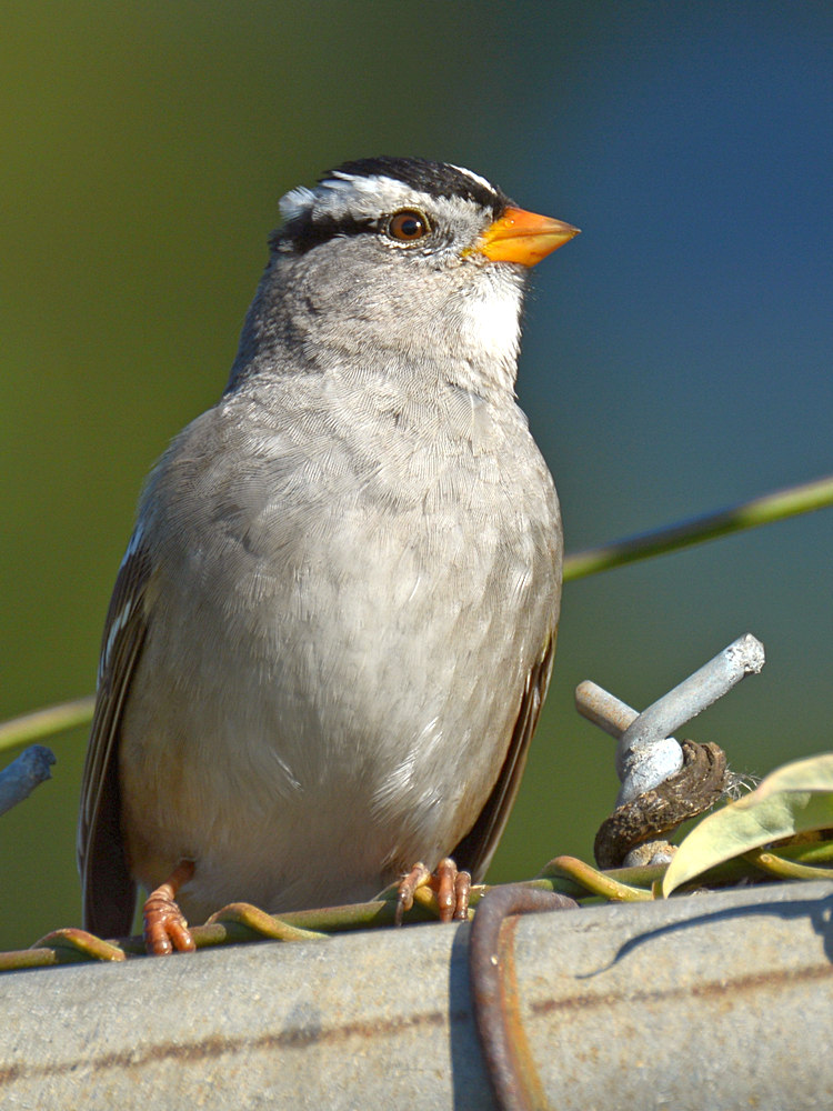 Sparrow2.jpg