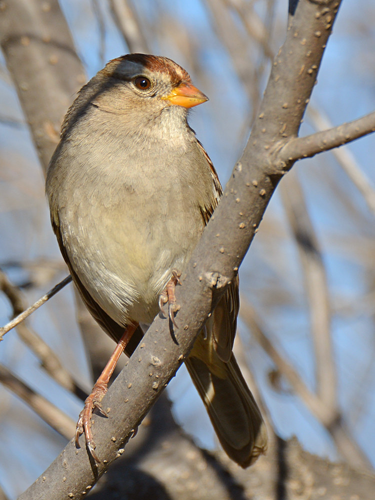 Sparrow2.jpg