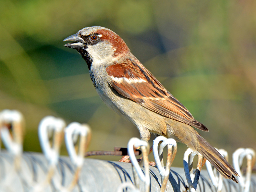 Sparrow2.jpg