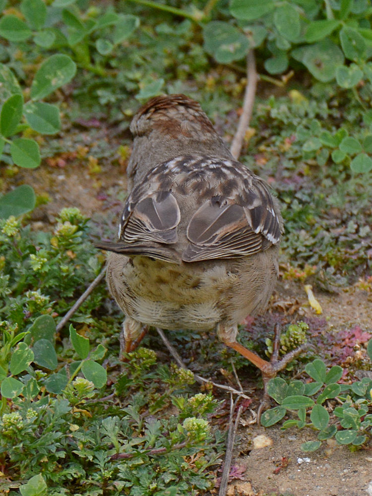 Sparrow2.jpg