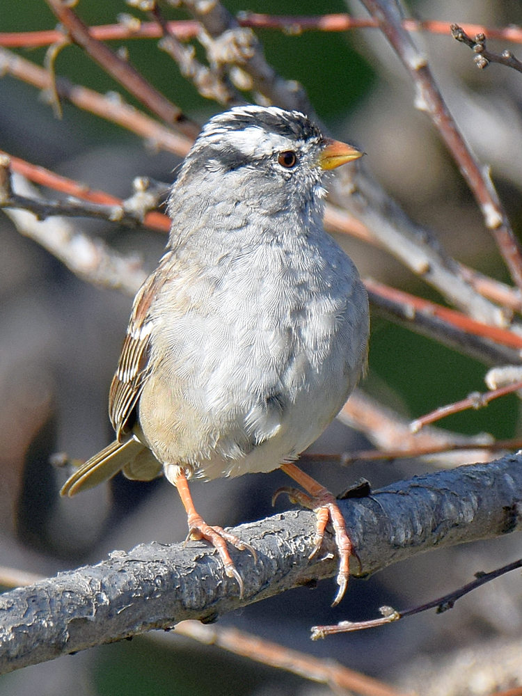 Sparrow2.jpg