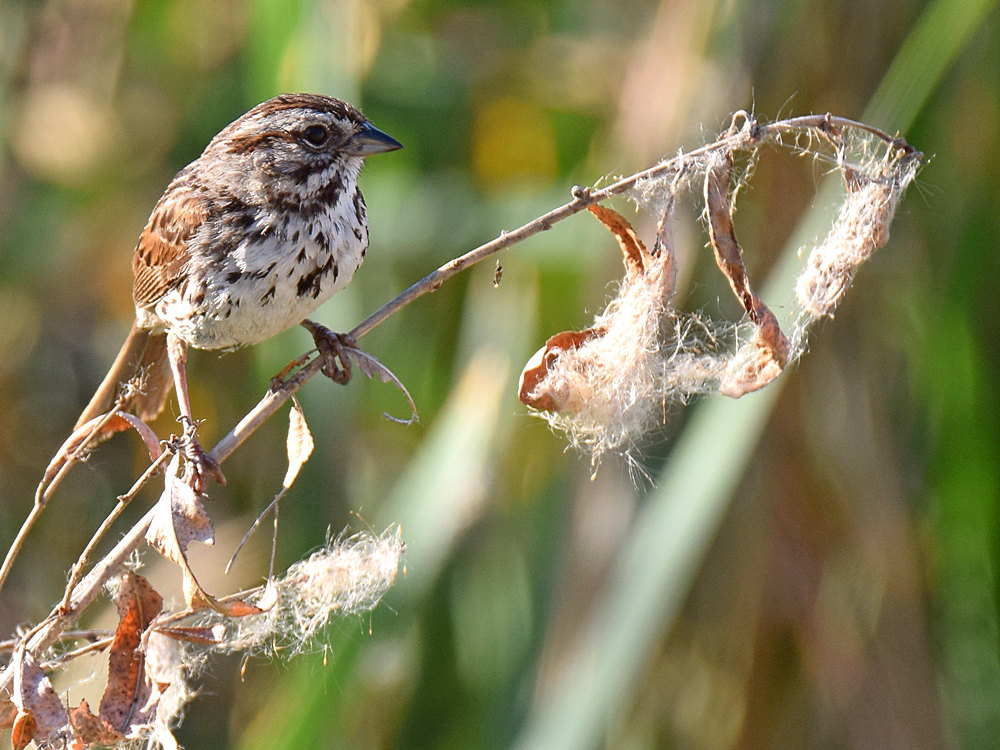 Sparrow2.jpg